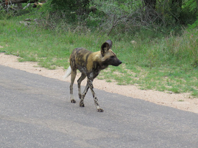African Wild Dog, Kruger, South Africa 2013